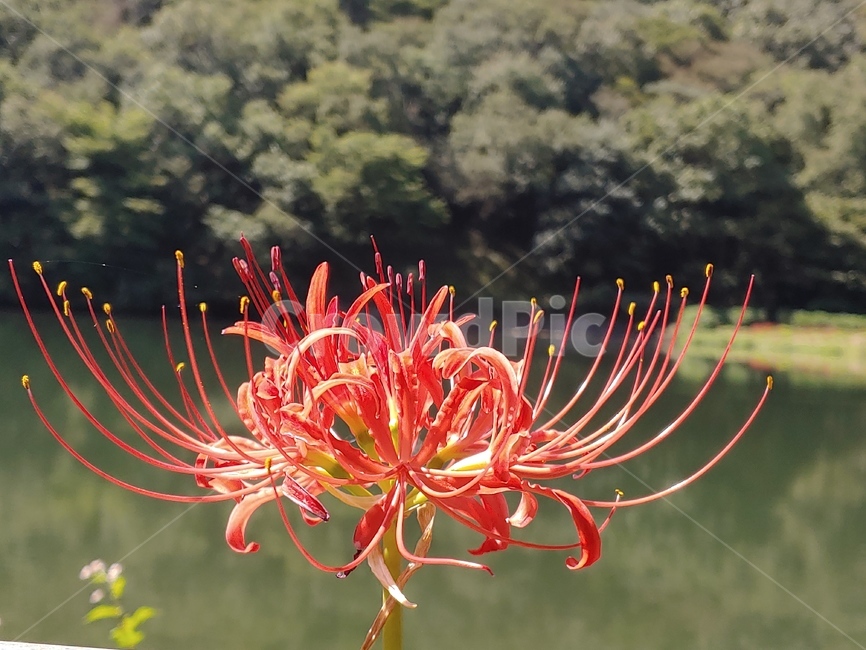 plant,식물,상사화,꽃무릇,꽃,석산,식물,자연,plants,nature,꽃,flower