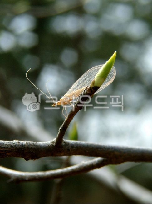 동물, animal, 곤충, insect, 무척추동물, 사진,이미지,일러스트,캘리그라피 - SWEET GALE작가