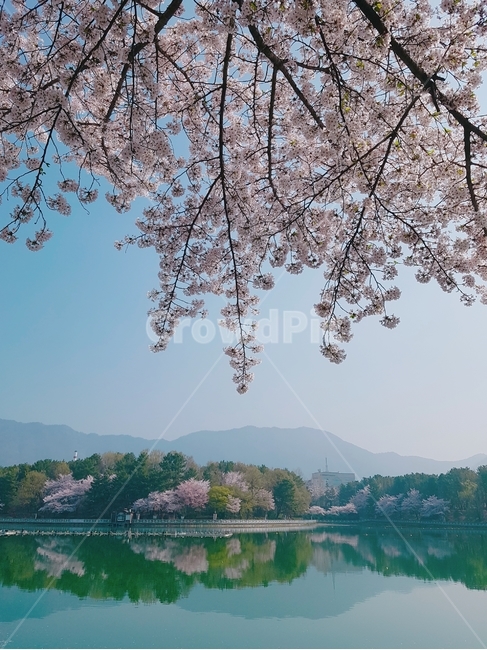 벚꽃,호수,공원,풍경,봄풍경,벚꽃나무,설렘,분홍,핑크,여유,봄,계절,spring,season,자연,풍경,nature,landscape,plant,식물