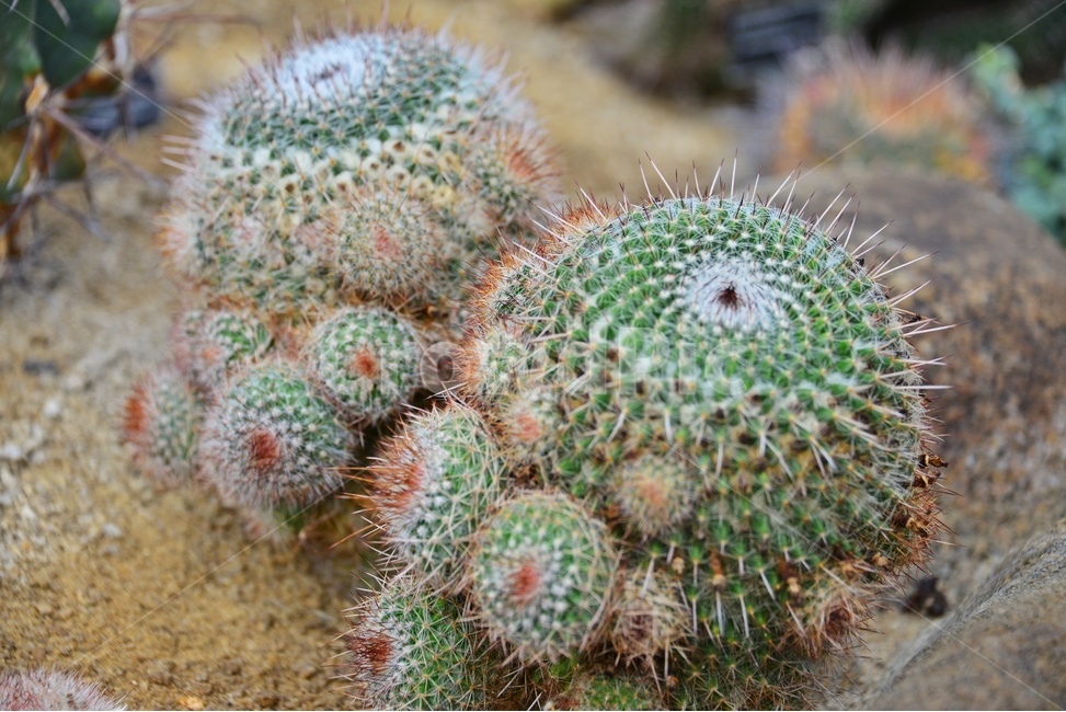 plant,식물,cactus,선인장,다육,다육식물,관상식물,관상다육,다육이,식물,자연,plants,nature