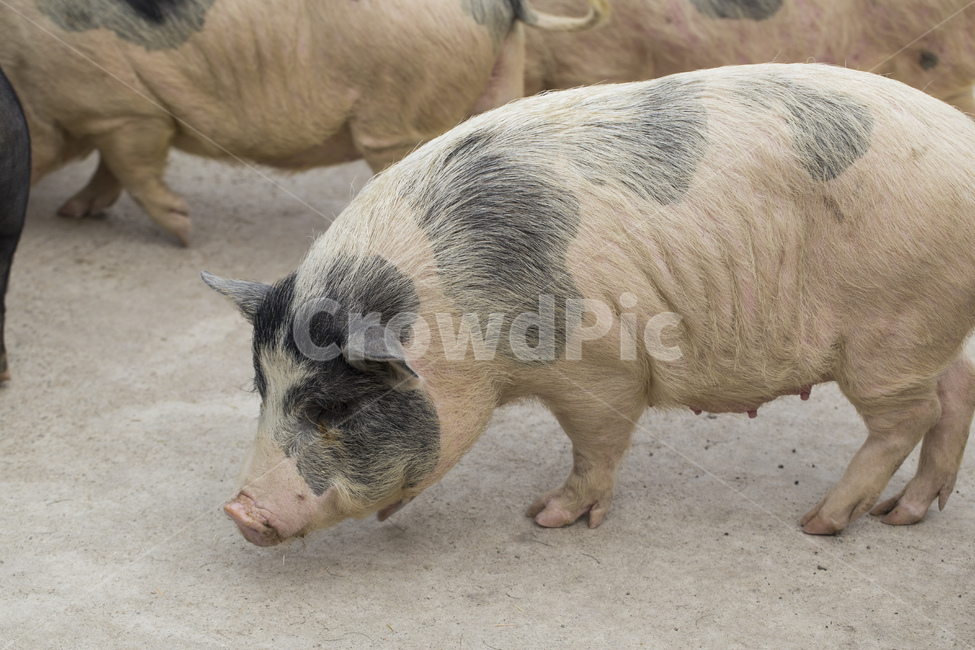 돼지,동물,가축,육류,동물원,점박이,동물,animal,포유류,mammal,목축업,목장,livestock farming,ranching,pasture