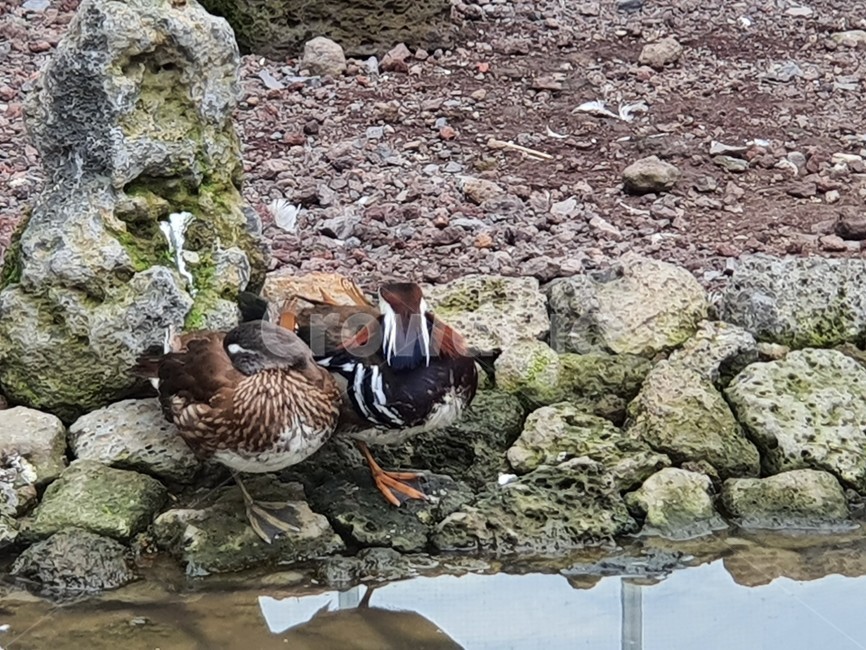 동물,새,원앙,연못,animal,bird