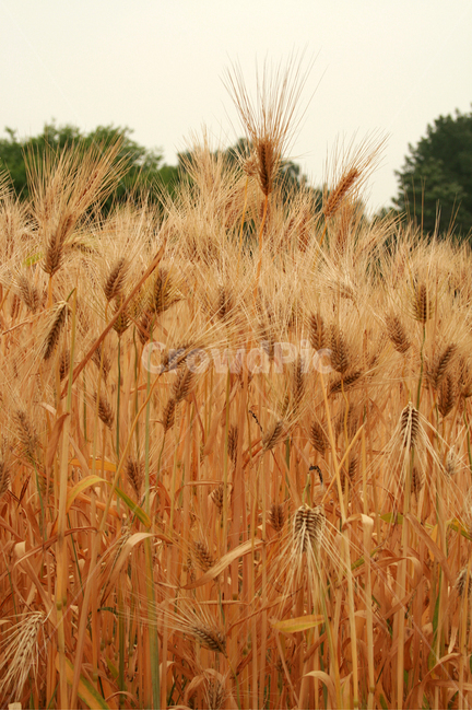 보리,보리밭,식물,plants,nature,바람,자연,풍경,nature,landscape,plant,food,음식,grain,곡물,vegetable,야채