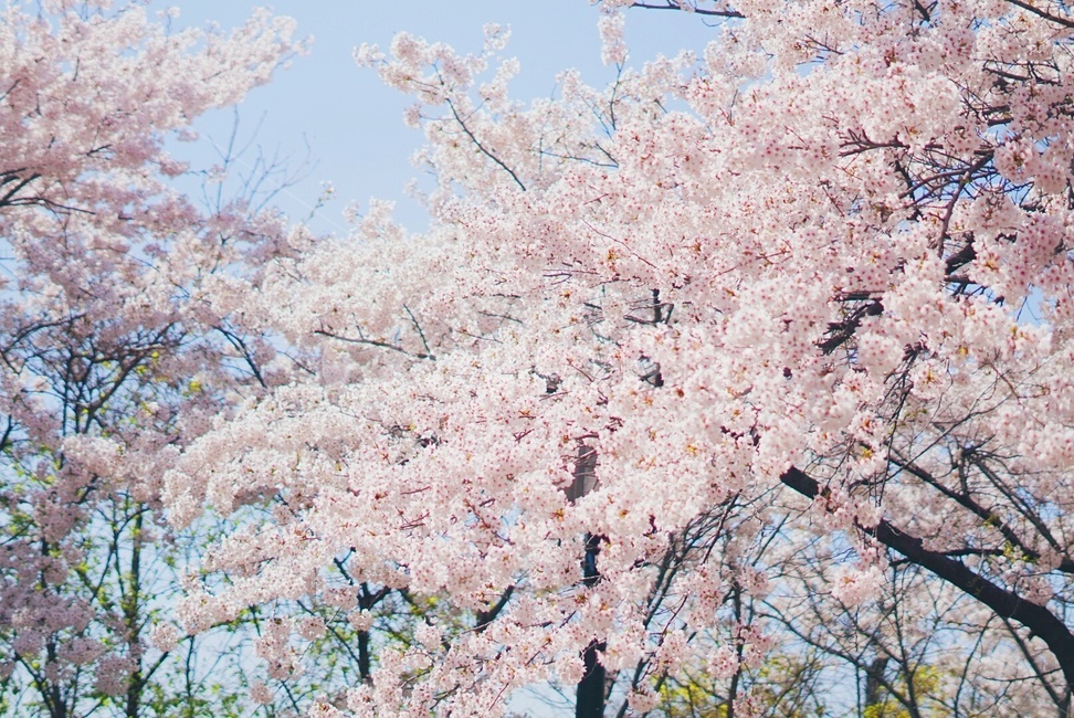벚꽃,cherryblossom,서울벚꽃,봄,꽃,남산,spring,flower,하늘,sky,봄,계절,spring,season,자연,풍경,nature,landscape,plant,식물,blossom