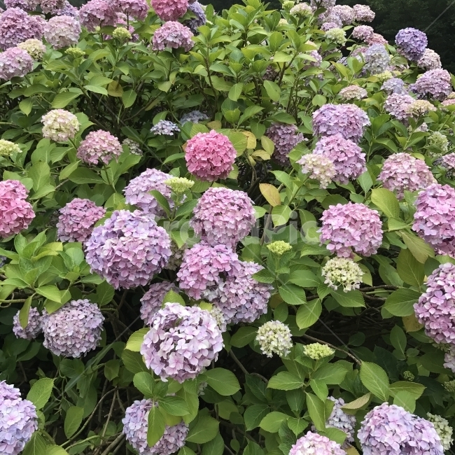수국,꽃,여름꽃,낙산사,수국축제,낙산사수국,식물,자연,plants,nature,꽃,flower