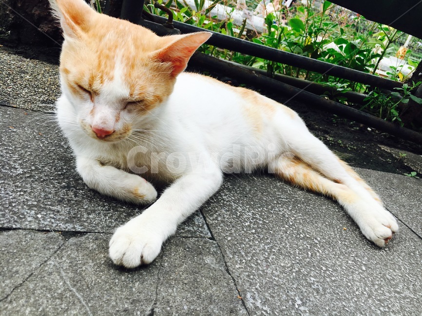 고양이,잠자는고양이,길고양이,귀여운고양이,야옹이,동물,animal,포유류,mammal,고양이,cat,kitten,kitty