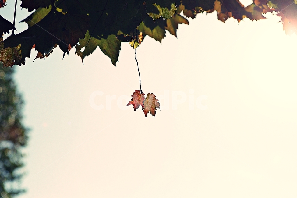 단풍,낙엽,잎,나무잎,가을,식물,자연,계절,색상,색감,칼라,가을,계절,fall,autumn,season,식물,자연,plants,nature,leaf,plant,tree,나무