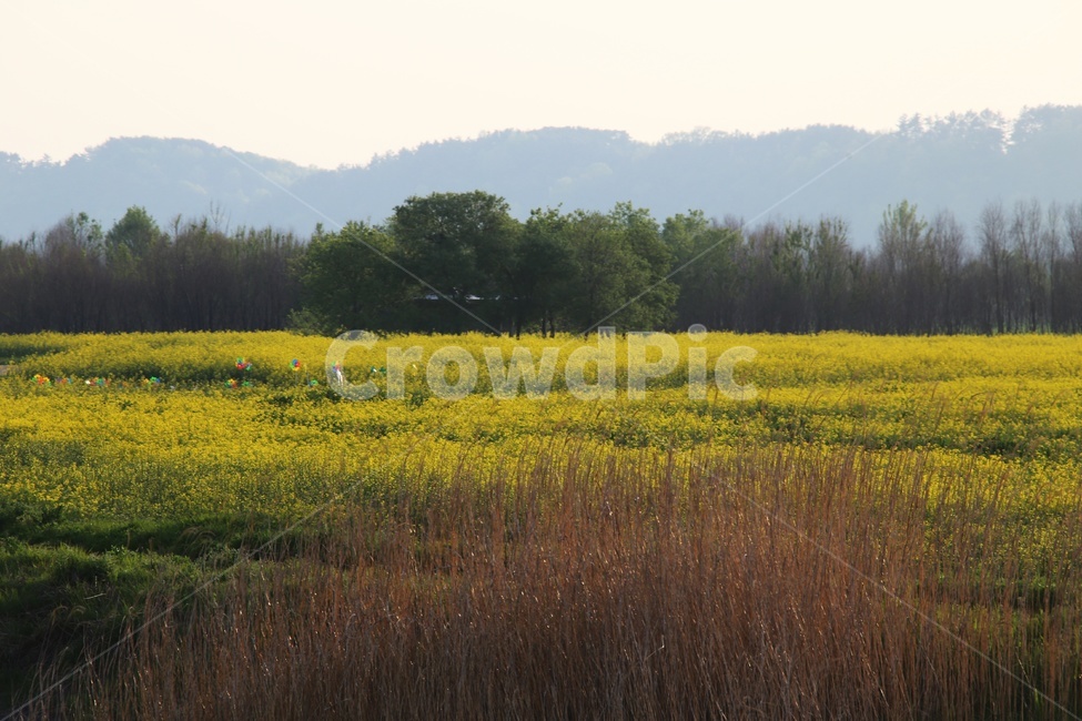 풍경,논산,강경,유채꽃,봄,감성사진,노랑,풍경사진,봄,계절,spring,season,자연,풍경,nature,landscape,한국자연풍경,한국자연경관,korea nature landscape,grassland,목초지,outdoors,옥외,field,들,farm,농장,rural,농촌,meadow
