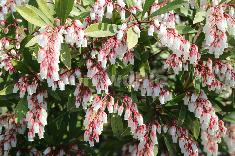 꽃,식물,자연,봄,광합성,식물,자연,plants,nature,꽃,flower
