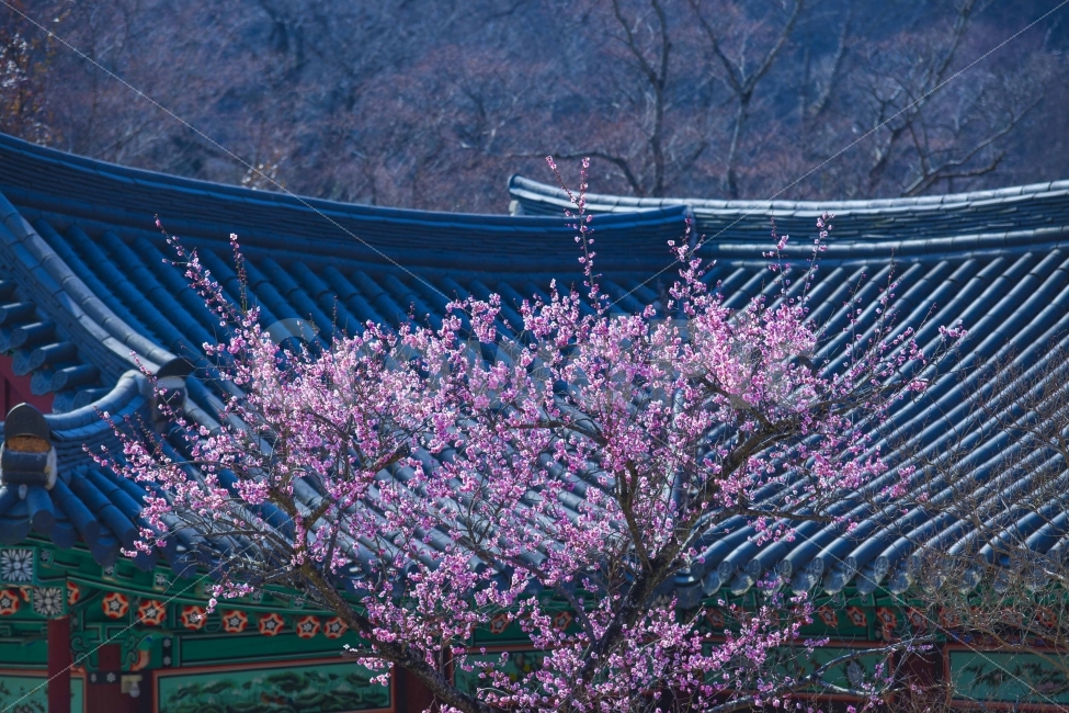 봄,홍매화,화엄사,절,꽃,식물,자연,plants,nature,한국전통,한국문화,korean traditional,korean culture,봄,계절,spring,season,꽃,flower,plant,blossom