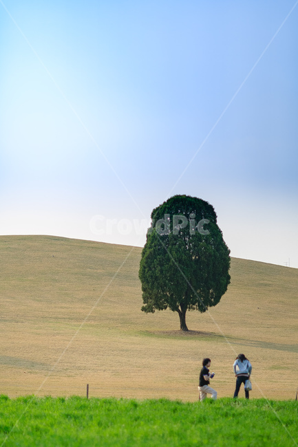 나무,평원,언덕,한그루,자연,자연,풍경,nature,landscape,식물,plants,나무,trees,wood,tree,plant,outdoors,옥외,grassland,목초지,field,들