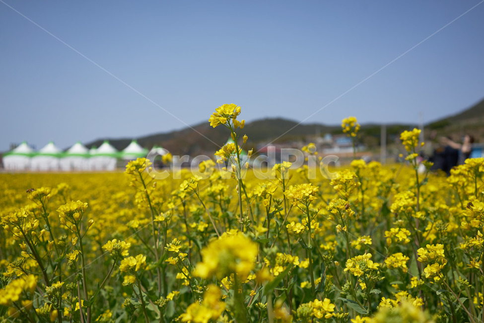 유채꽃,노랑,유채밭,봄축제,반월마을