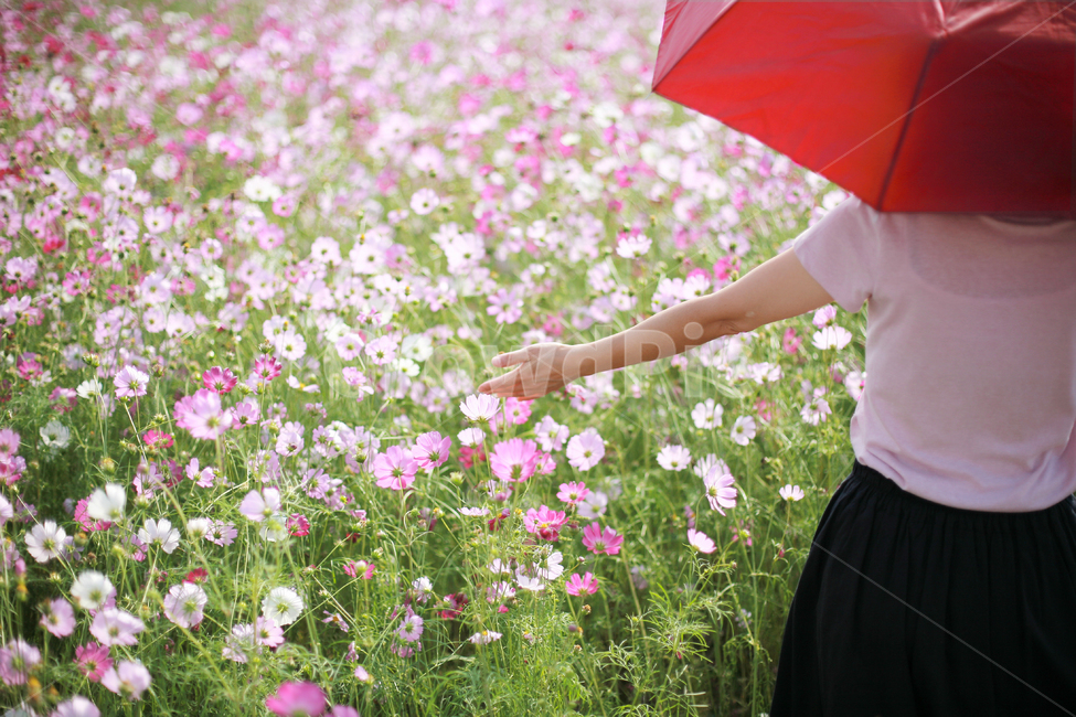 코스모스,여자,꽃놀이,가을,손,식물,자연,plants,nature,꽃,flower,사람,인물,인간,human,person,여성,여자,woman,female,lady