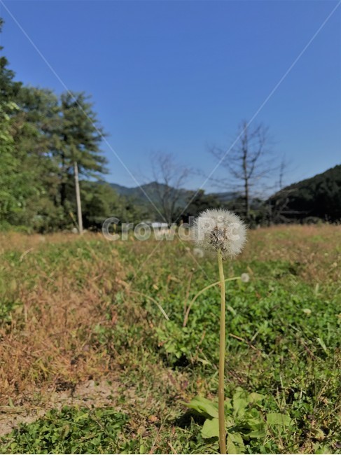 들꽃,하늘,잔디,식물,plant,식물,자연,plants,nature