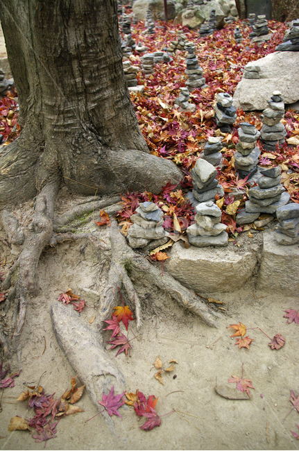 가을,fall,식물,plant,나무,낙엽,단풍,돌탑,가을,계절,fall,autumn,season