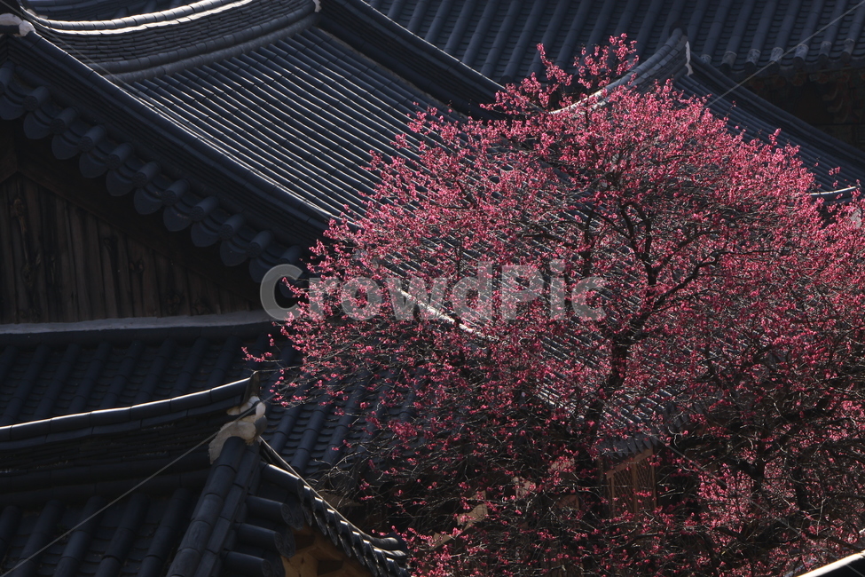 전남,구례,화엄사,흑매,매화꽃,사찰,각황전,4월,꽃,빛,봄,계절,spring,season,한국전통,한국문화,korean traditional,korean culture,식물,자연,plants,nature,나무,trees,wood,종교,신앙,religion,belief,faith