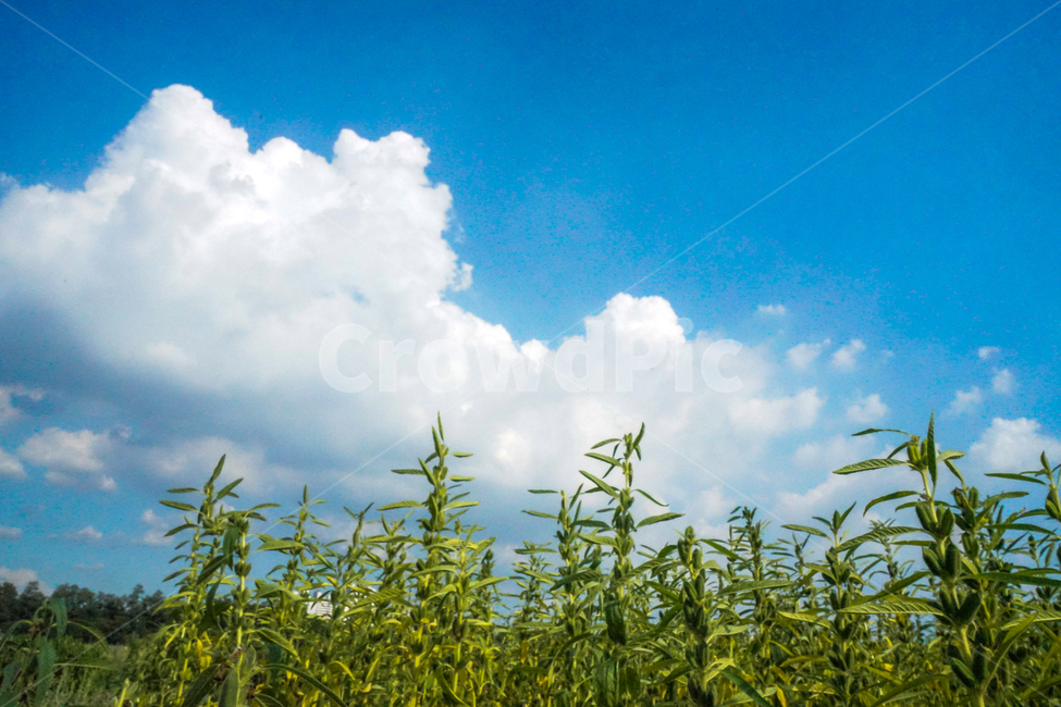 참깨,식물,곡물,깨,농사,밭,하늘,구름,자연,풍경,nature,landscape,outdoors,옥외,weather,날씨,cloud,sky,cumulus,적운