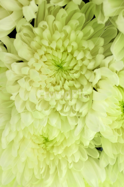 국화,꽃,가을,칼라,color,자연,접사,flower,autumn,fall,season,chrysanthemum,closeup,nature,plants,국화꽃,컬러