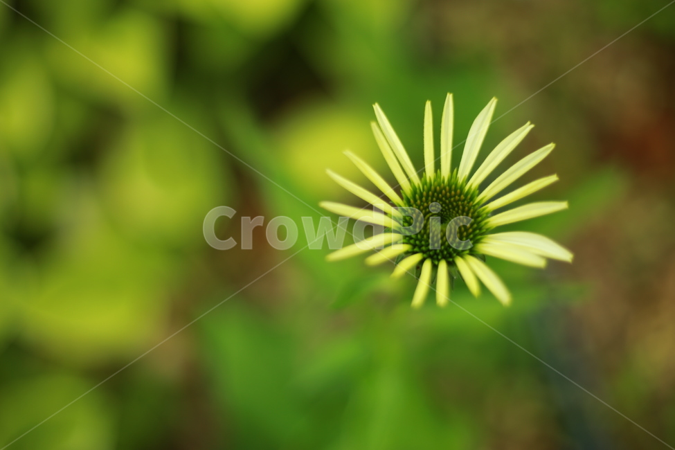 plant,식물,green,초록,daisy,데이지,daisies,blossom,flower,꽃