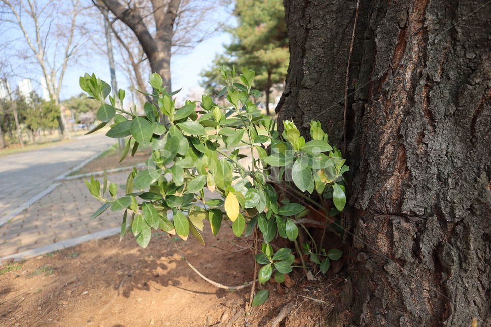 나무밑동,나무,tree,나뭇잎,잎