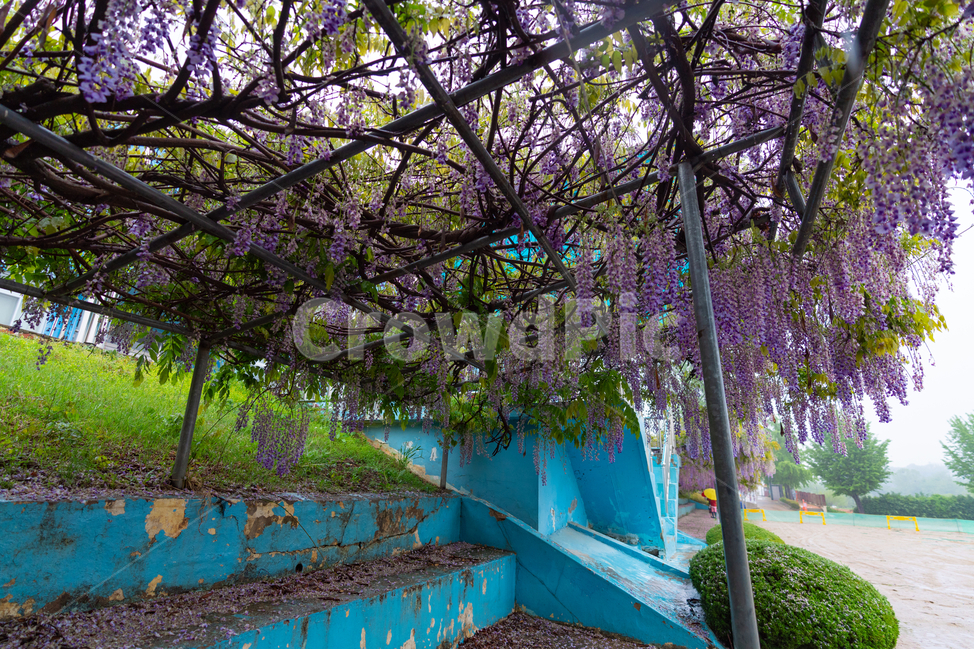 등나무꽃,보라색,풀,자연,등꽃,flower,계단,운동장,나무,식물,자연,plants,nature,꽃,flower