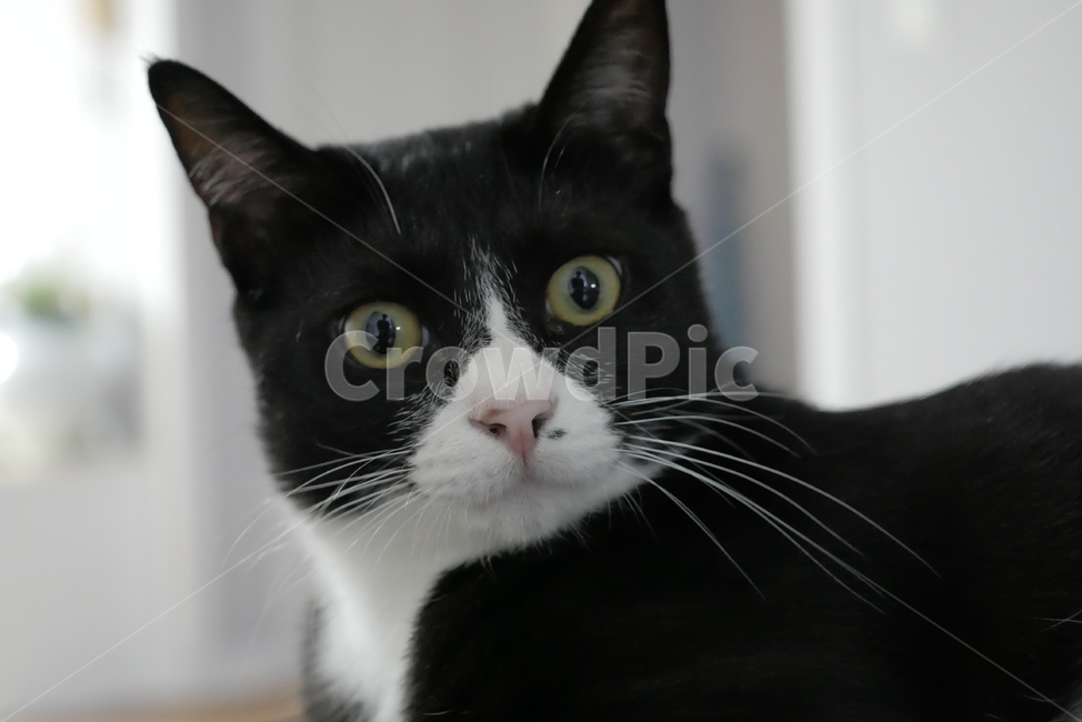고양이,개냥이,표정,애교,동물,얼굴,귀여운,동물,animal,포유류,mammal,고양이,cat,kitten,kitty