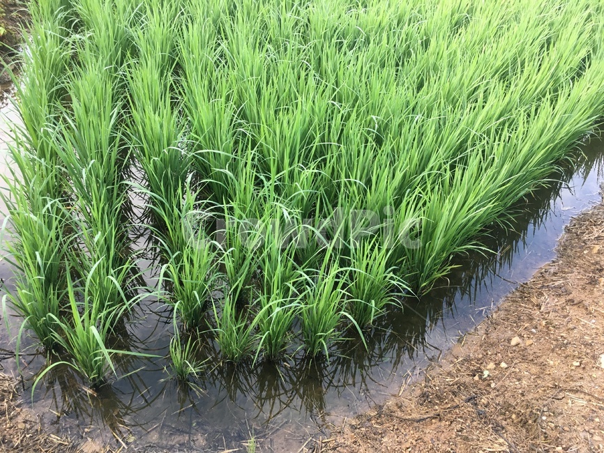 논,자연,물,흙,모,riceseedling,rice,nature,water,농작물,성장하다,growth,자라다,녹색,green,ricepaddy,식물,earth,soil,시골,country,야외