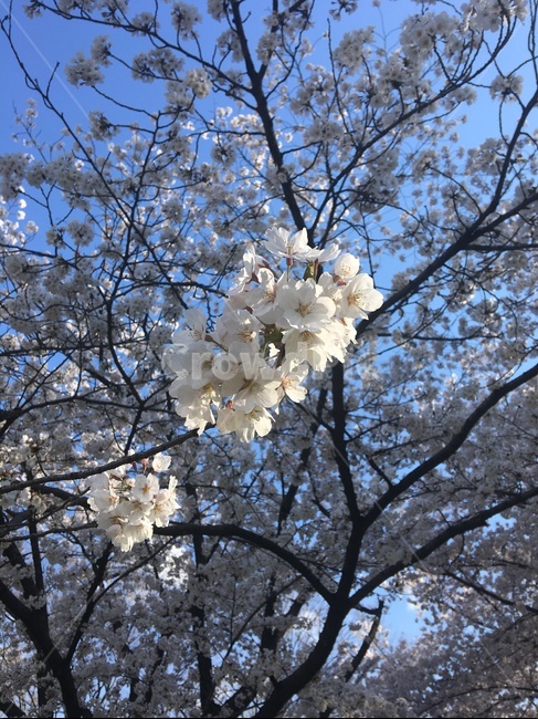 flower,꽃,blossom,식물,흰꽃,식물,자연,plants,nature,꽃,flower