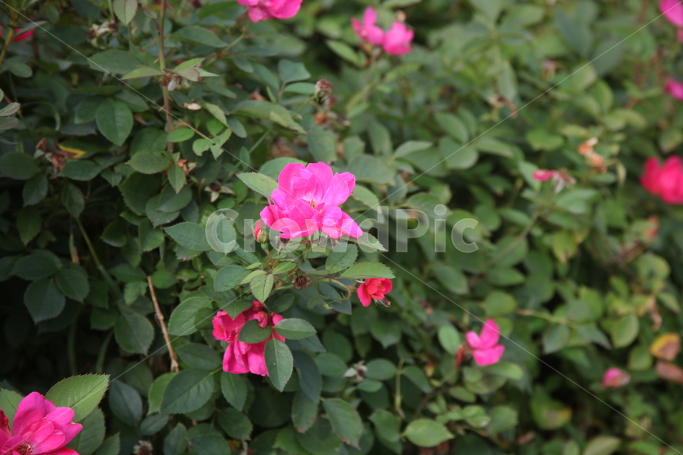 blossom,꽃,식물,plant,pink,식물,자연,plants,nature,꽃,flower