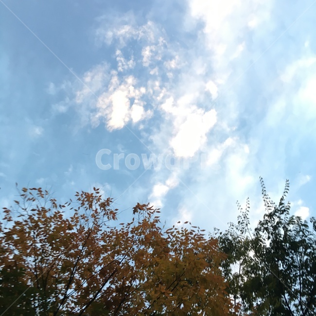 하늘,구름,맑은날,하늘색,나무와구름,감성사진,자연,풍경,nature,landscape,outdoors,옥외,sky