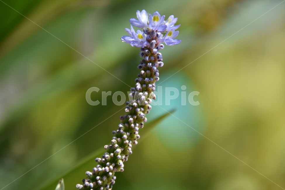 papyrus,plant,rare plant,Wallpapers,Iris Garden