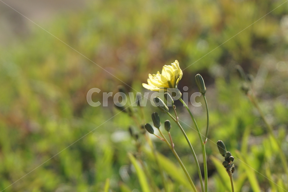 봄,봄꽃,노랑꽃,풀꽃,노란색,들판,연두색,3월,식물,자연,plants,nature,꽃,flower
