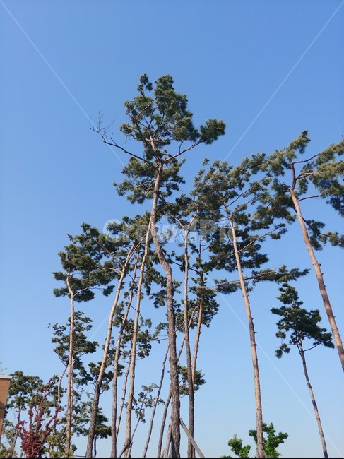 공원,파란하늘,소나무,맑은하늘,나무,낮,오후