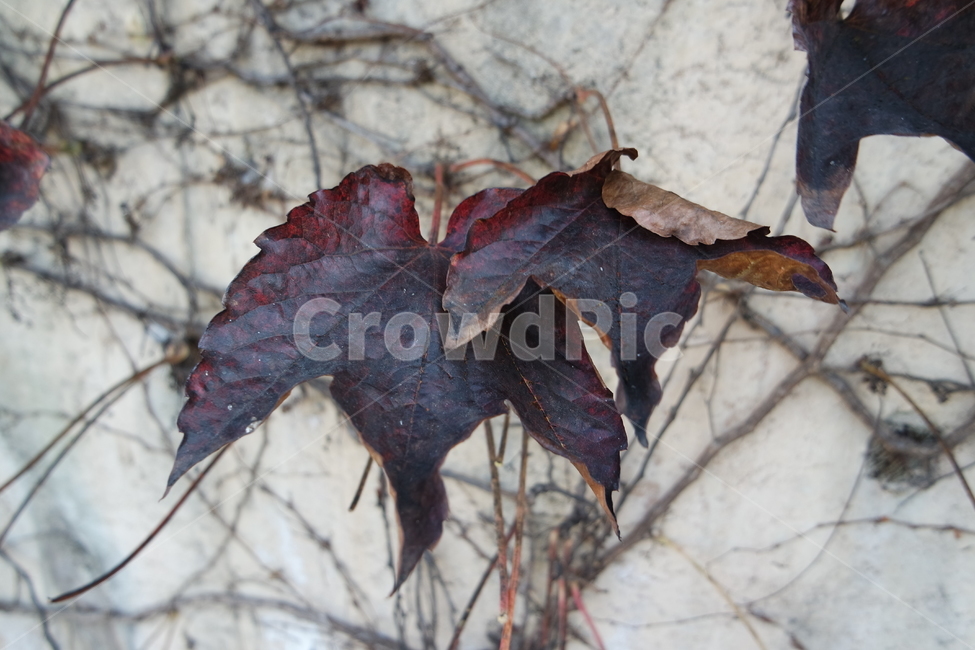 나뭇잎,잎사귀,단풍,가을,그림자,빨강,길,로드,plant,식물,leaf,잎,나무,tree,leaves,foliage,autumn,shadow,red,road,rod,가을,계절,fall,autumn,season