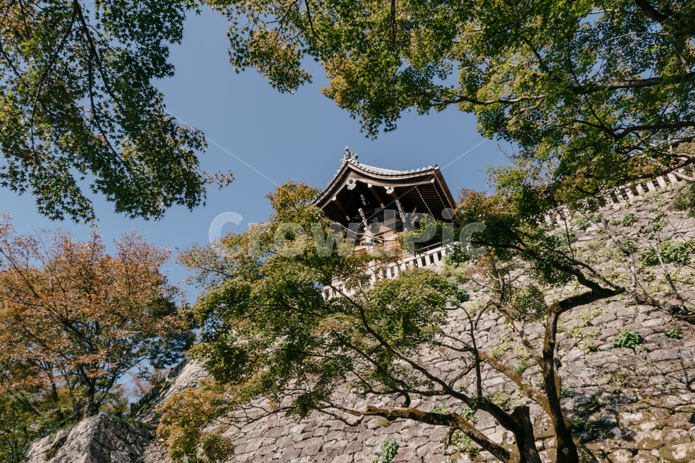 일본신사,신사,일본,건물,일본자연,자연,풍경,나무