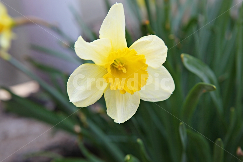 난,남꽃,난초,꽃,봄꽃,봄,식물,자연,식물,자연,plants,nature,꽃,flower