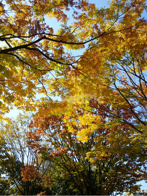 leaf,잎,plant,식물,tree,나무,자연,가을,계절,나뭇가지