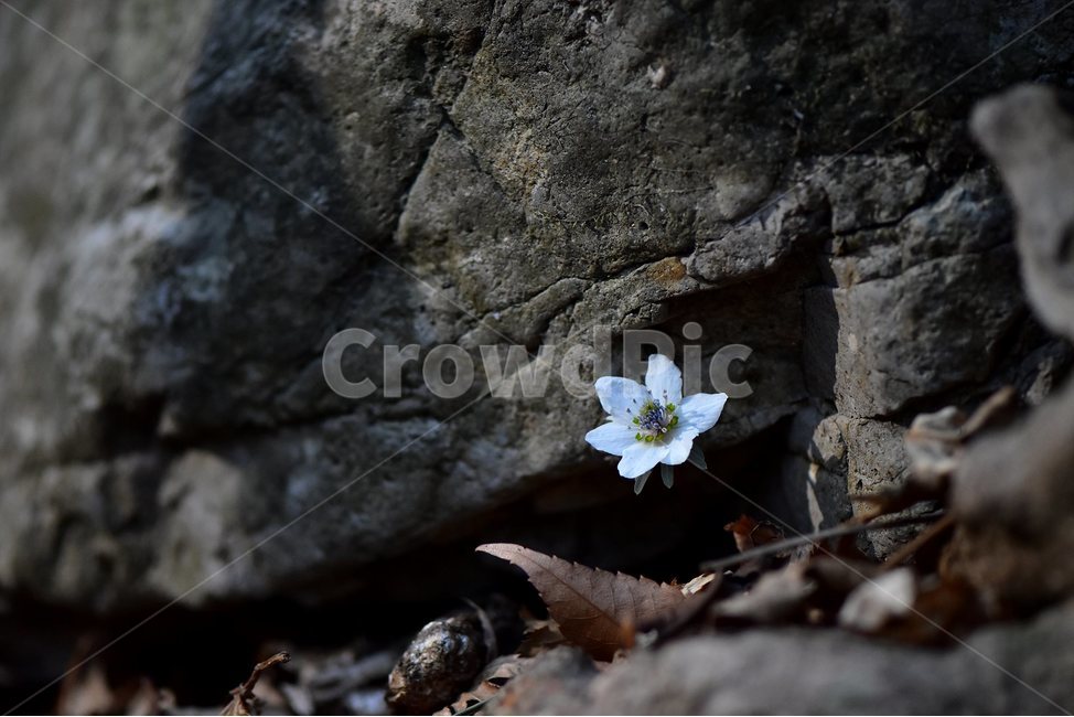변산바람꽃,2018년,3월,야생화,꽃,생태,식물,자연,들꽃,산꽃,봄,감성,힐링,플라워,계절,시즌,wild,Flower,plants,nature,spring,season,배경,나무,목본,풀,초본,미나리아재비과,너도바람꽃속,flower,생태사진,봄꽃,변산,원조,자생지,오리지널,식물,자연,plants,nature,꽃,flower
