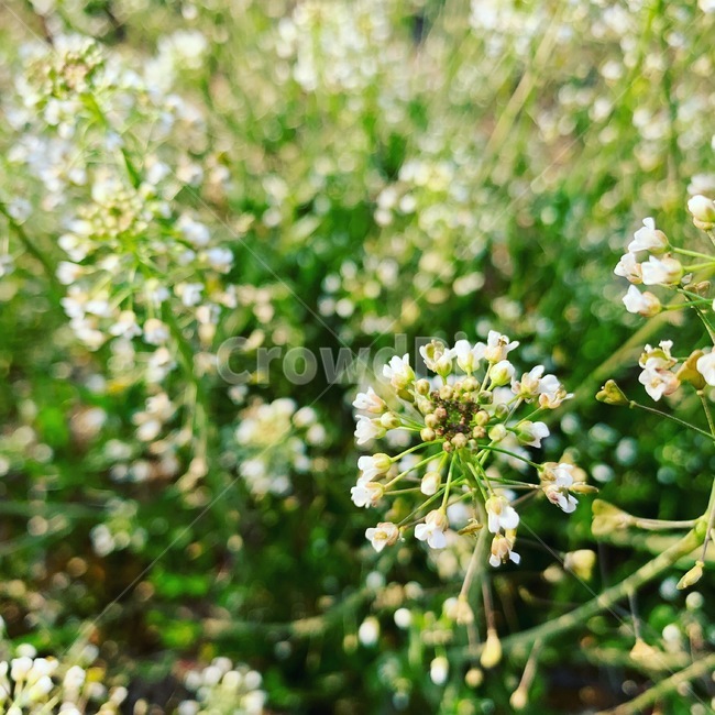 꽃,플라워,잡초,이름모를꽃,봄,식물,자연,plants,nature,꽃,flower