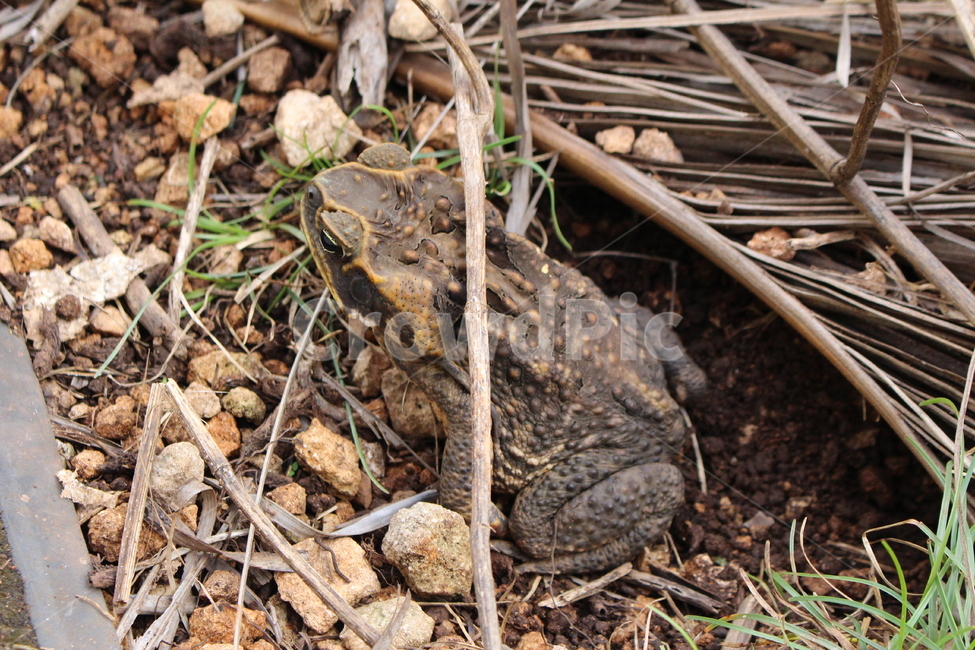 두꺼비,동물,야생동물,wildlife,개구리,파충류,양서류,reptile,amphibian
