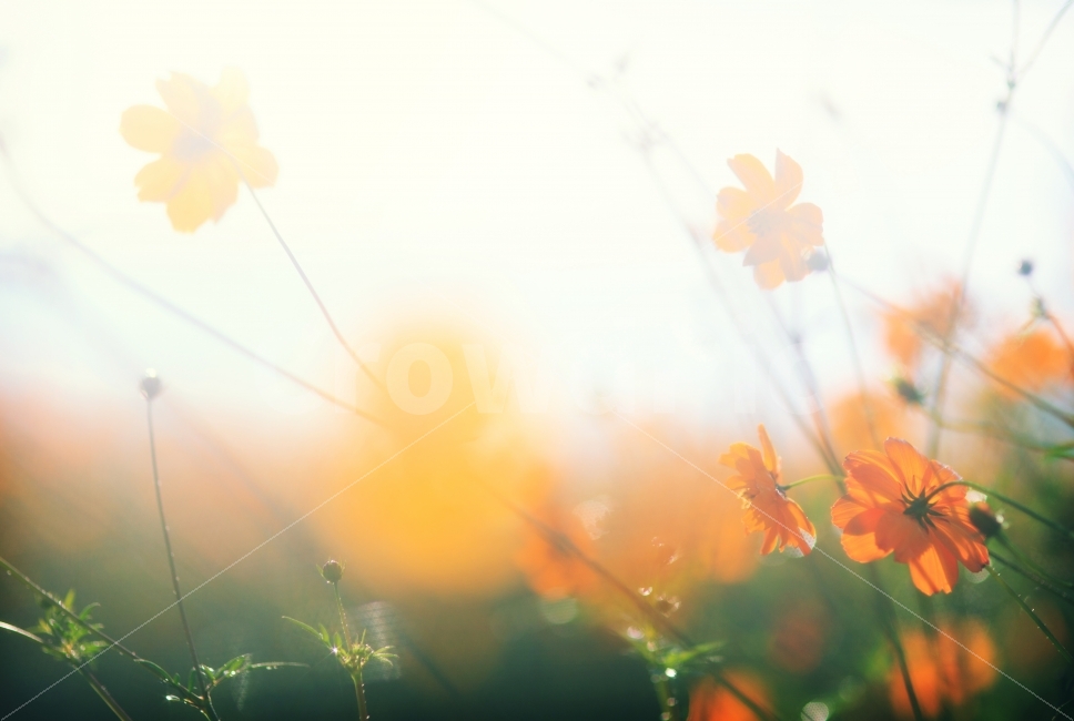 가을,코스모스,아침햇살,맑음,노란색,양주,또바기다솜,나리공원,꽃,가을,계절,fall,autumn,season,식물,자연,plants,nature,꽃,flower,감성,sensible,feeling,휴식,힐링,rest,relaxation,healing,flare,플레어,light,빛,sunlight,햇빛,plant,leaf,잎