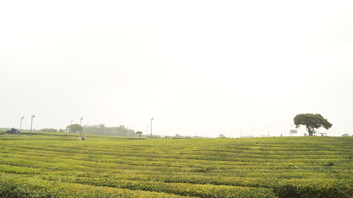 제주도,제주도녹차,녹차밭,녹차밭풍경,녹차밭나무한그루,자연,풍경,nature,landscape