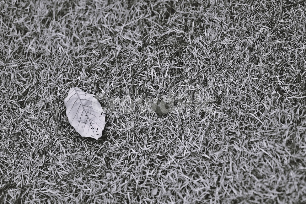 낙엽,흑백사진,잔디,fallenleaves,grass,monochromephotograph,가을,계절,fall,autumn,season,흑백,모노톤,monochrome,black and white,nature,자연,outdoors,옥외,ice,빙,frost,서리,snow,눈