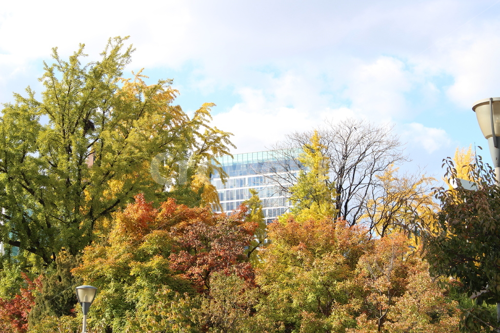 단풍,나무,가을,하늘,노랑,노란색,yellow,fall,autumn