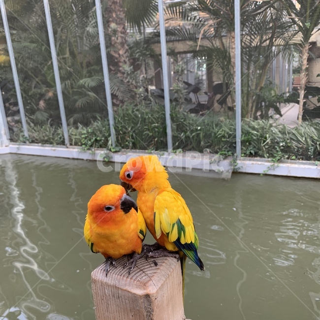 동물,새,앵무새,동물원,사랑,조류,새,birds