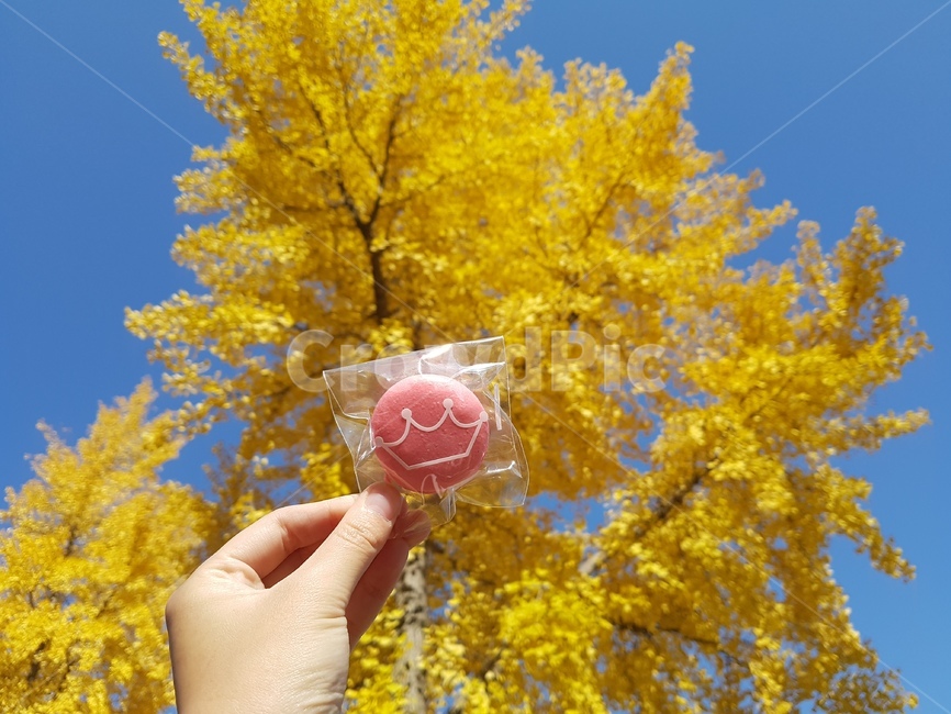 나무,하늘,가을,마카롱,은행나무,가을,계절,fall,autumn,season,음식,식재료,요리,food,cook,meal,dishes,food reserves,디저트,간식,후식,dessert,snack