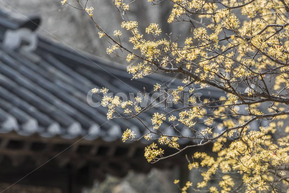 봄,산수유,고택,기와,전통,봄,계절,spring,season,한국전통,한국문화,korean traditional,korean culture,식물,자연,plants,nature,꽃,flower,건축물,건물외관,exterior,building,structure,architecture,construction