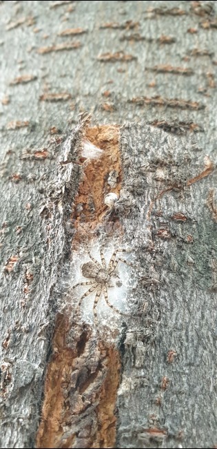 거미,거미알,나무,나무껍질,거미줄