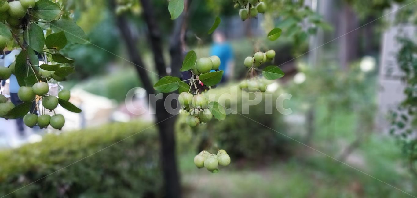 정원,풍경,경치,감성,감성사진,열매,조경