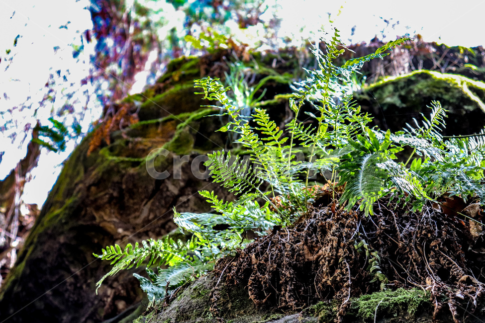 썩은나무,moss,plant,숲,자연,이끼,나무,돌,nature,light,빛,flare,플레어,하늘,식물